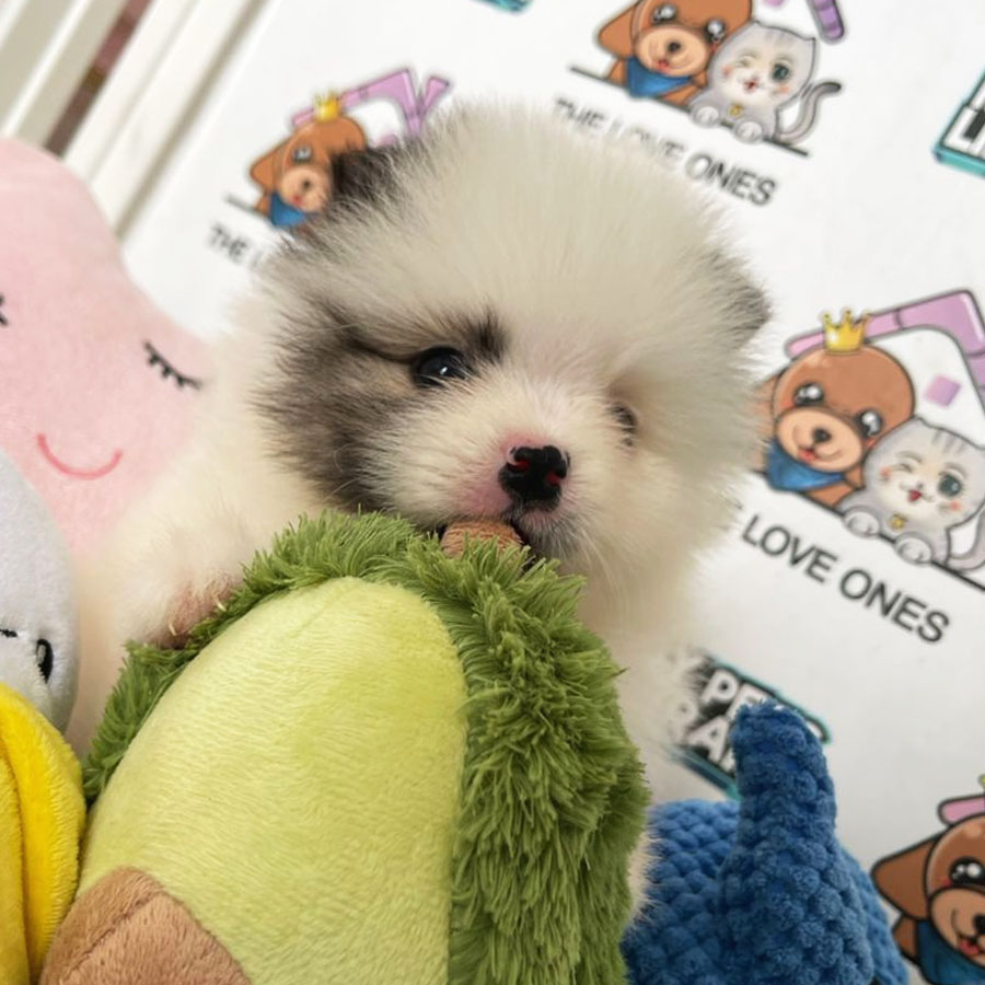 Tiny Pomeranian Puppy (Male) For Sale