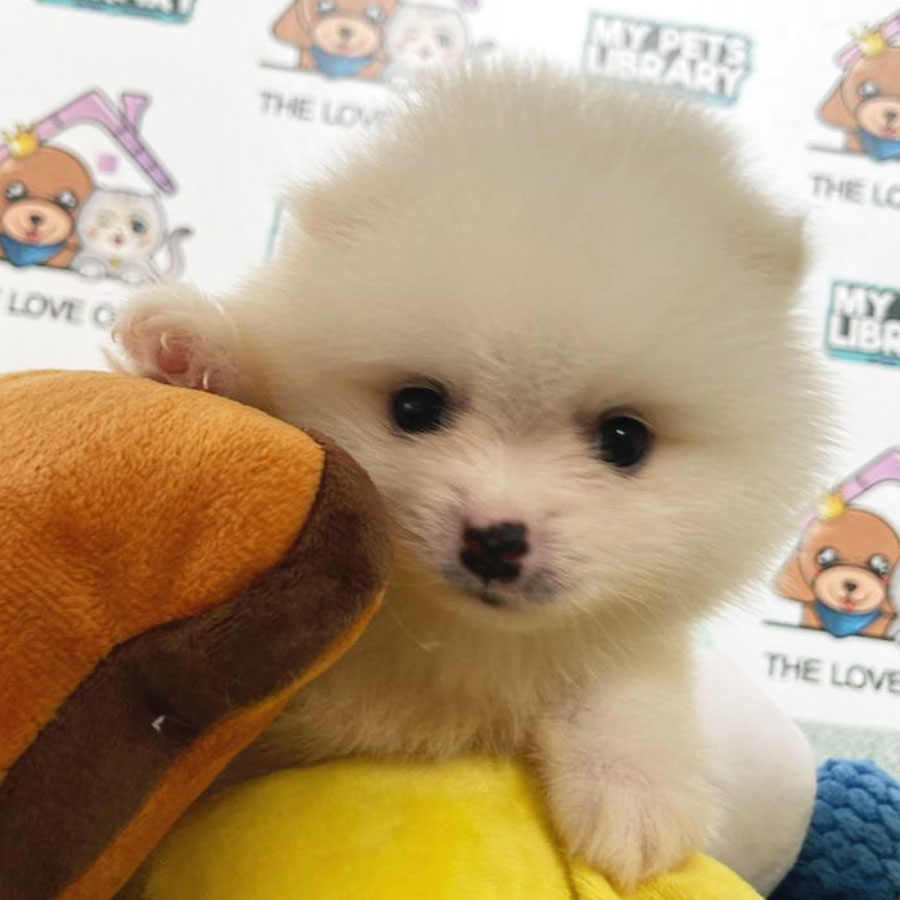 Tiny Pomeranian Puppy (Male) For Sale