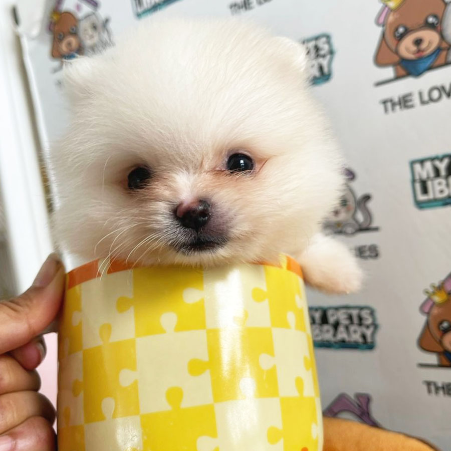 Teacup Pomeranian Puppy (Male) For Sale