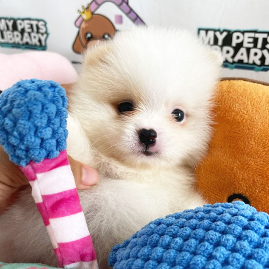 Tiny Pomeranian Puppy (Male) For Sale