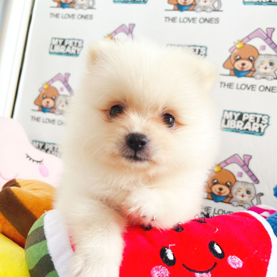 Tiny Pomeranian Puppy (Female) For Sale