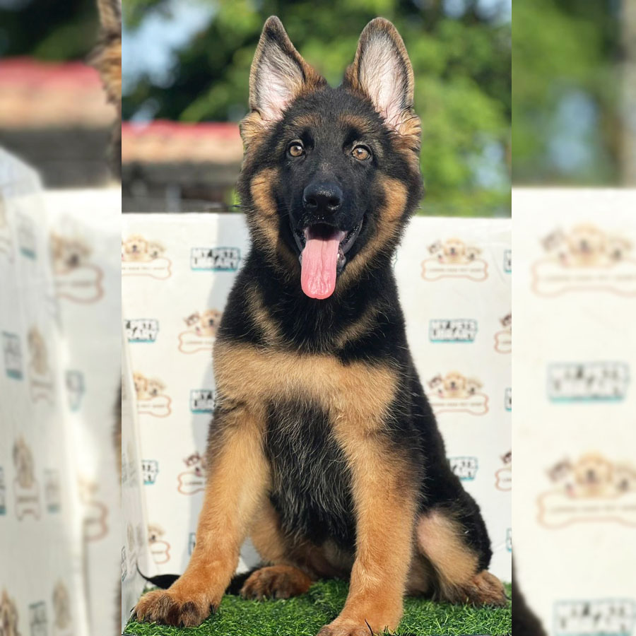 German Shepherd Puppy (Female) For Sale