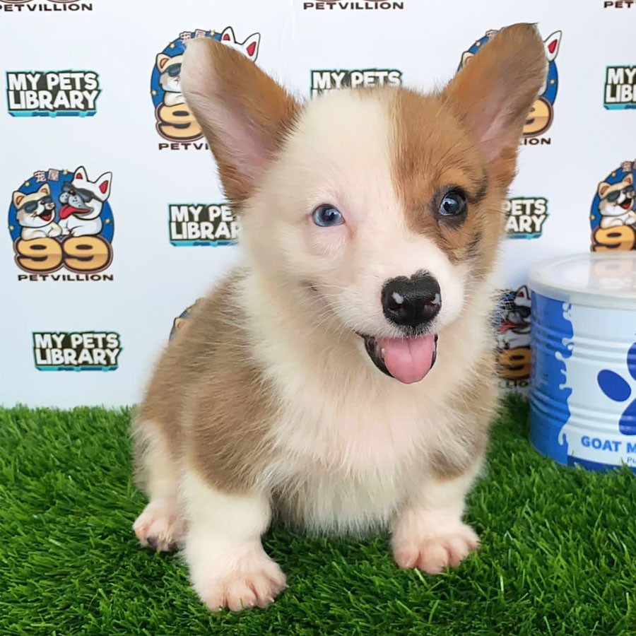 Welsh Corgi Puppy (Female) For Sale