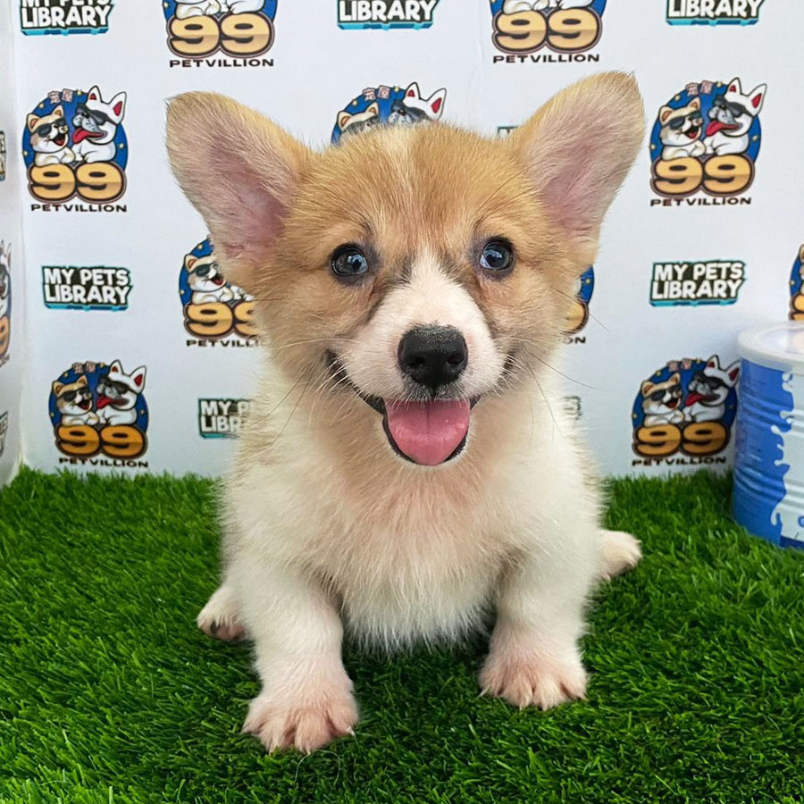 Welsh Corgi Puppy (Female) For Sale