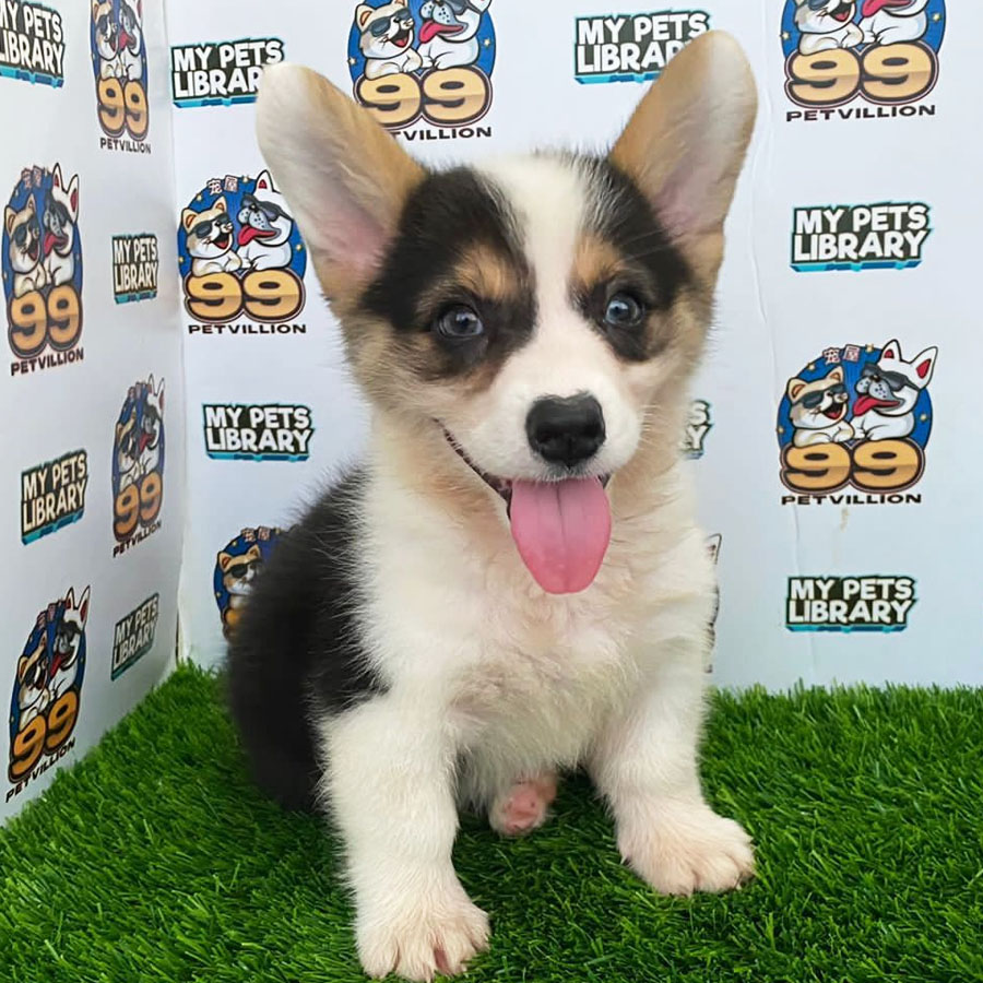 Welsh Corgi Puppy (Female) For Sale