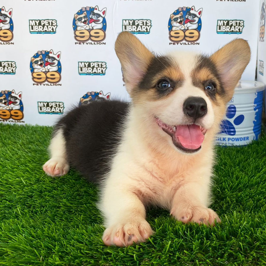 Welsh Corgi Puppy (Male) For Sale