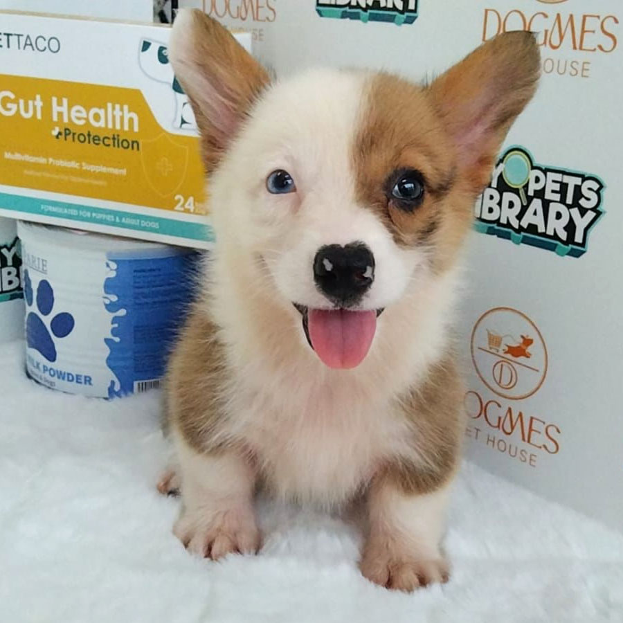 Welsh Corgi Puppy (Female) For Sale