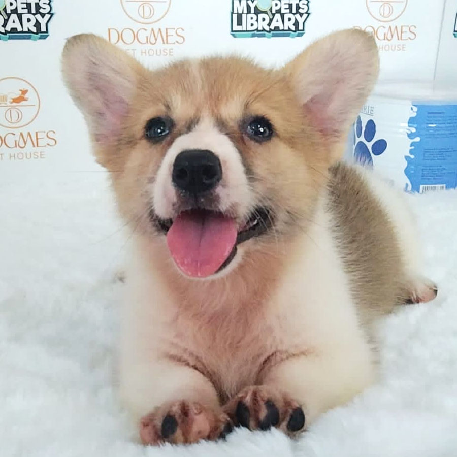 Welsh Corgi Puppy (Female) For Sale