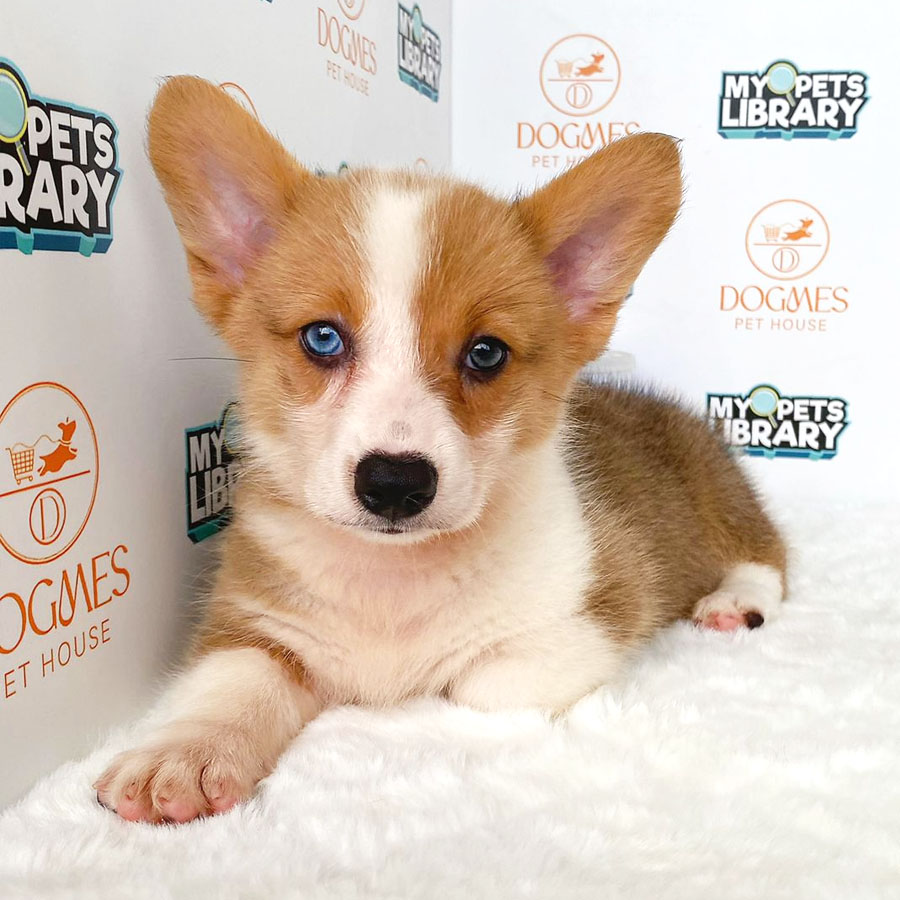 Welsh Corgi Puppy (Female) For Sale