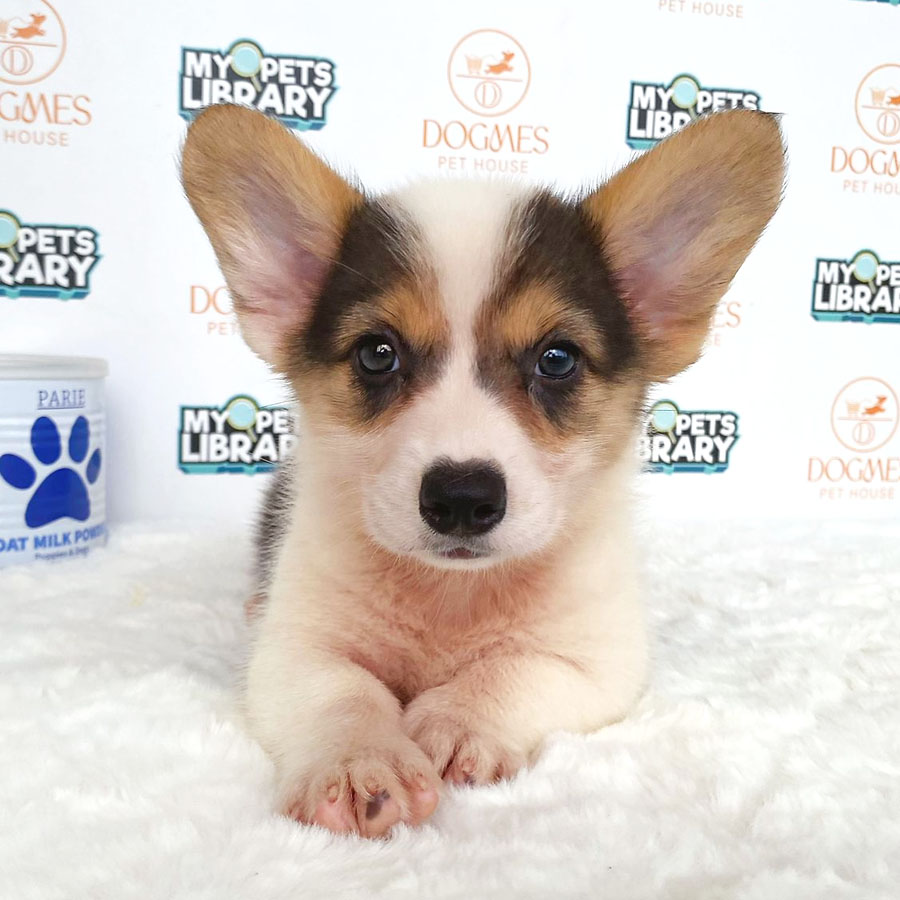 Welsh Corgi Puppy (Female) For Sale