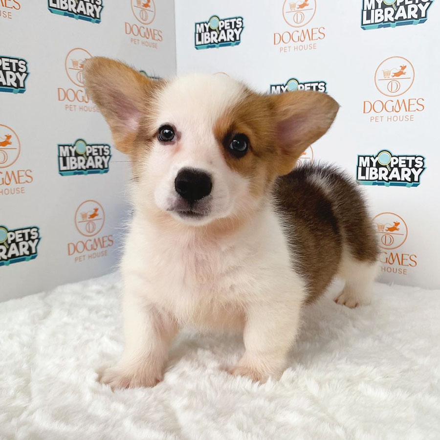 Welsh Corgi Puppy (Male) For Sale