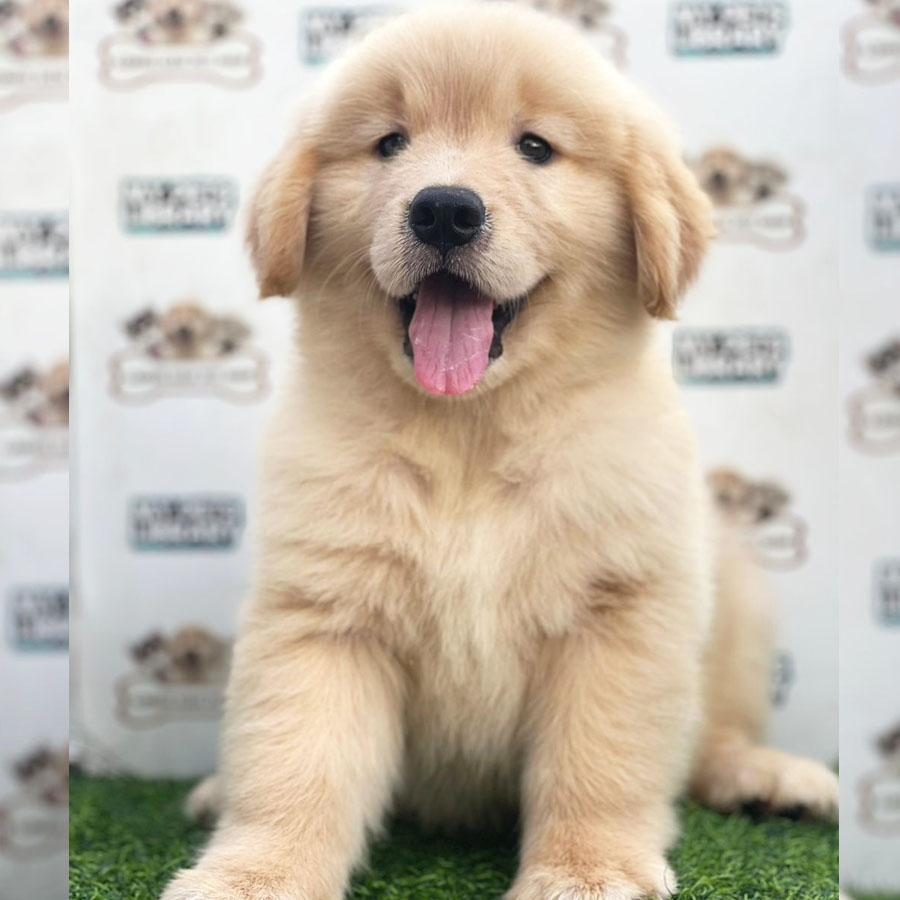 Golden Retriever Puppy (Female) For Sale