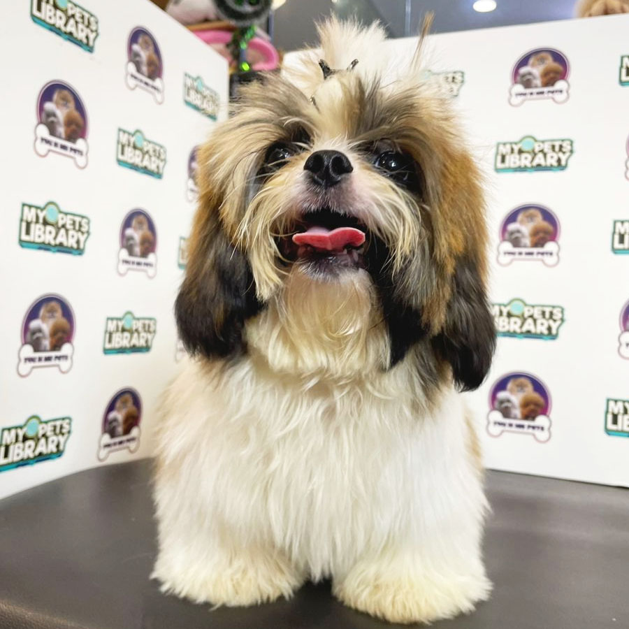 Shih Tzu Puppy (Male) For Sale