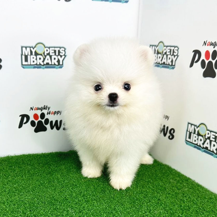 Pomeranian Puppy (Female) For Sale