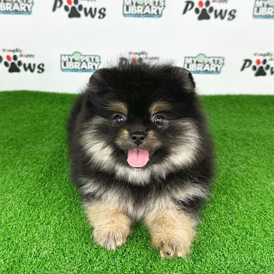 Pomeranian Puppy (Female) For Sale