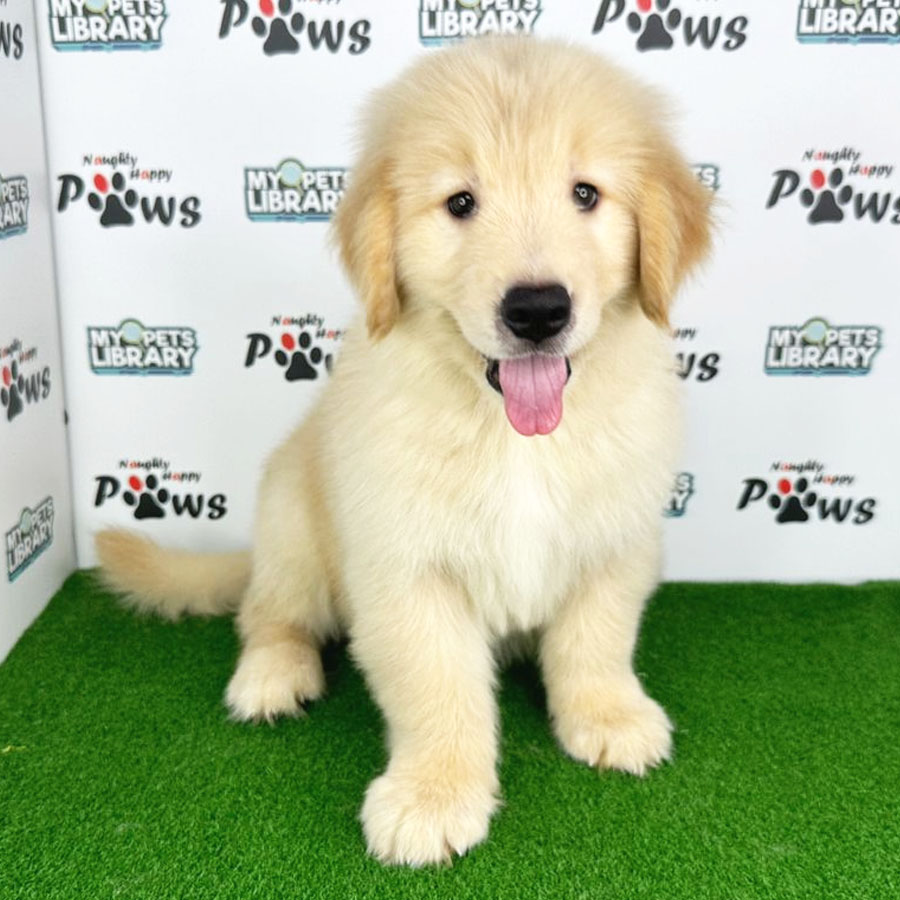 Golden Retriever Puppy (Male) For Sale