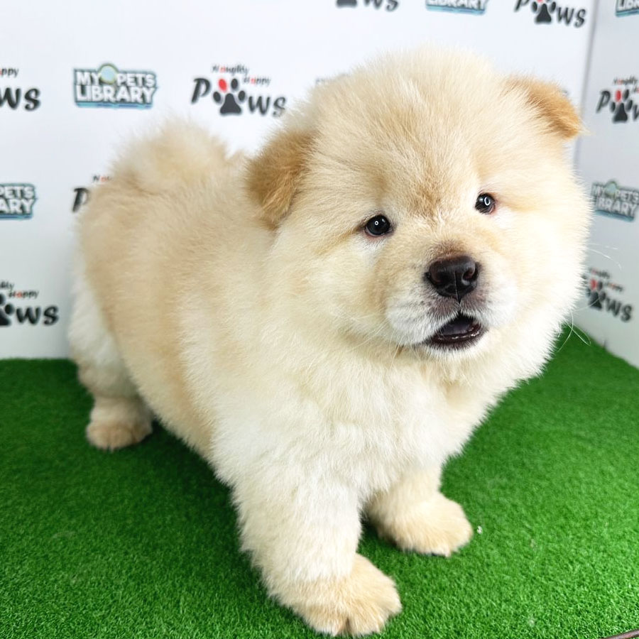 Chow Chow Puppy (Female) For Sale