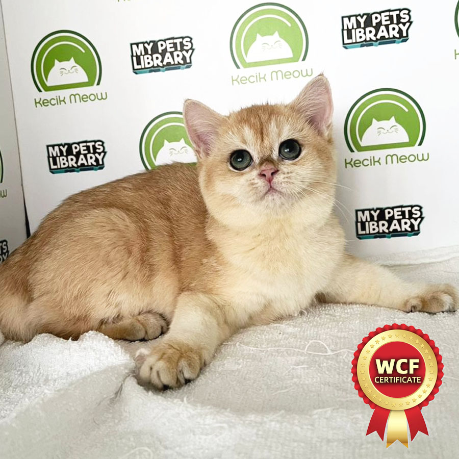 WCF British Shorthair Kitten (Female) For Sale