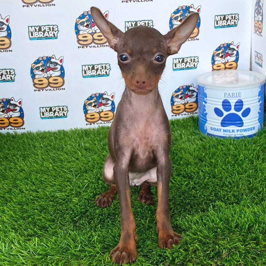 Pinscher Puppy (Female) For Sale