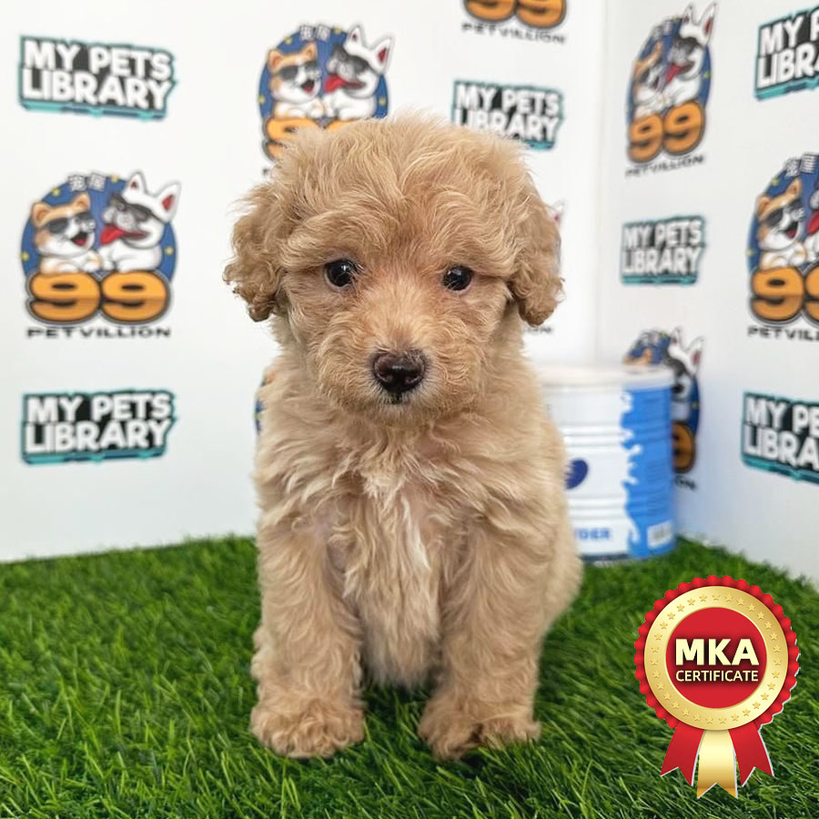 MKA Toy Poodle Puppy (Female) For Sale