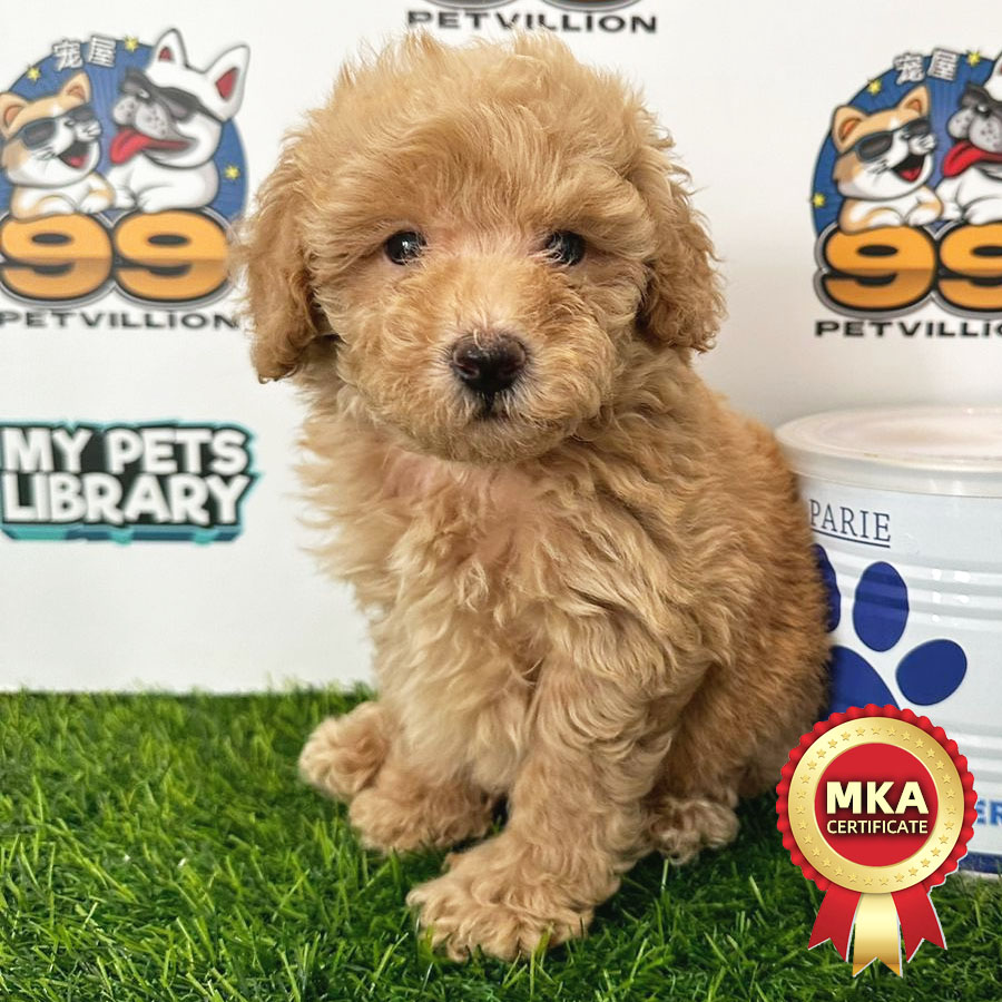 MKA Toy Poodle Puppy (Male) For Sale