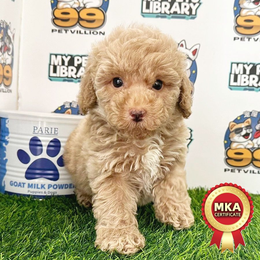 MKA Toy Poodle Puppy (Male) For Sale