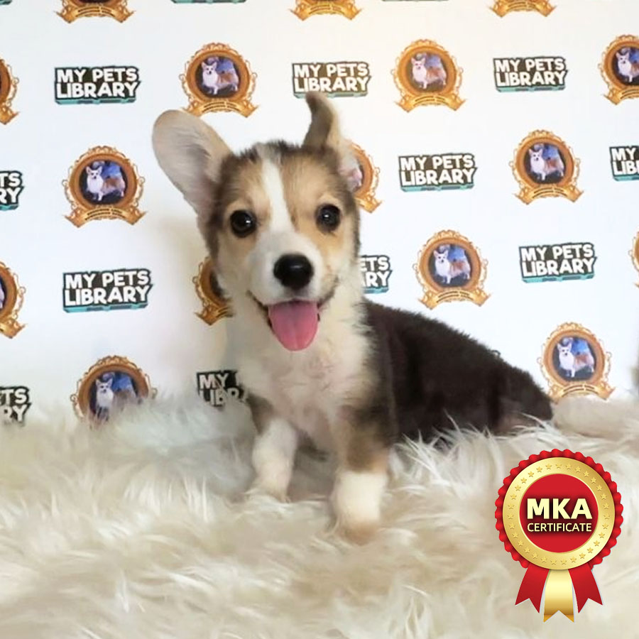 MKA Welsh Corgi Puppy (Male) For Sale