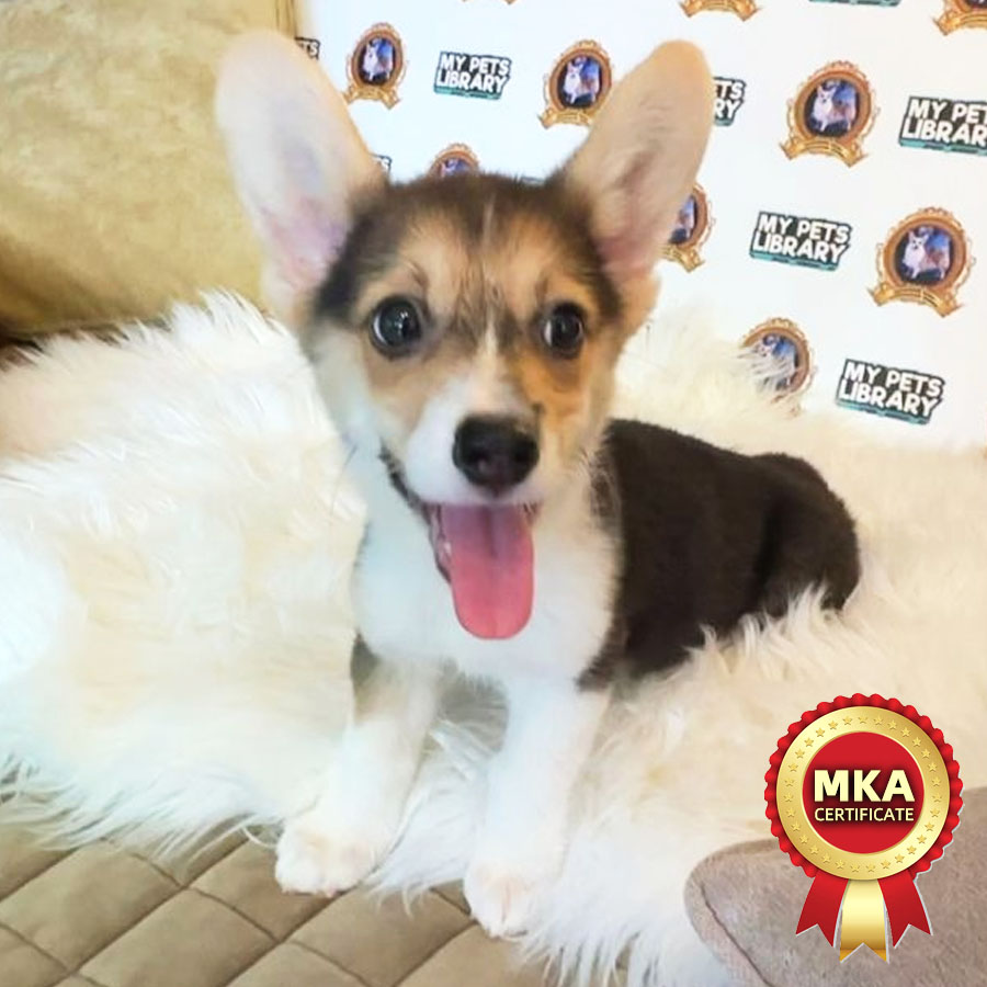 MKA Welsh Corgi Puppy (Male) For Sale