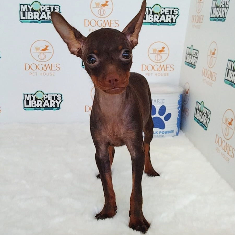 Pinscher Puppy (Female) For Sale