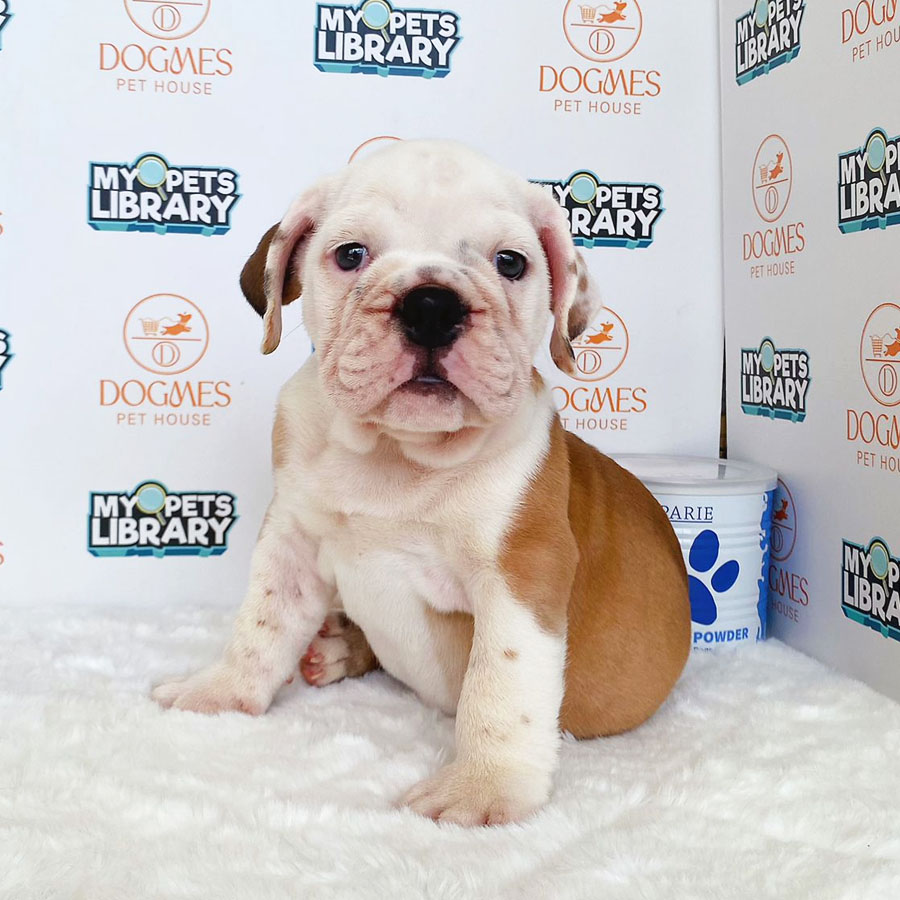English Bulldog Puppy (Male) For Sale
