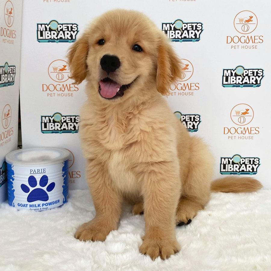 Golden Retriever Puppy (Male) For Sale