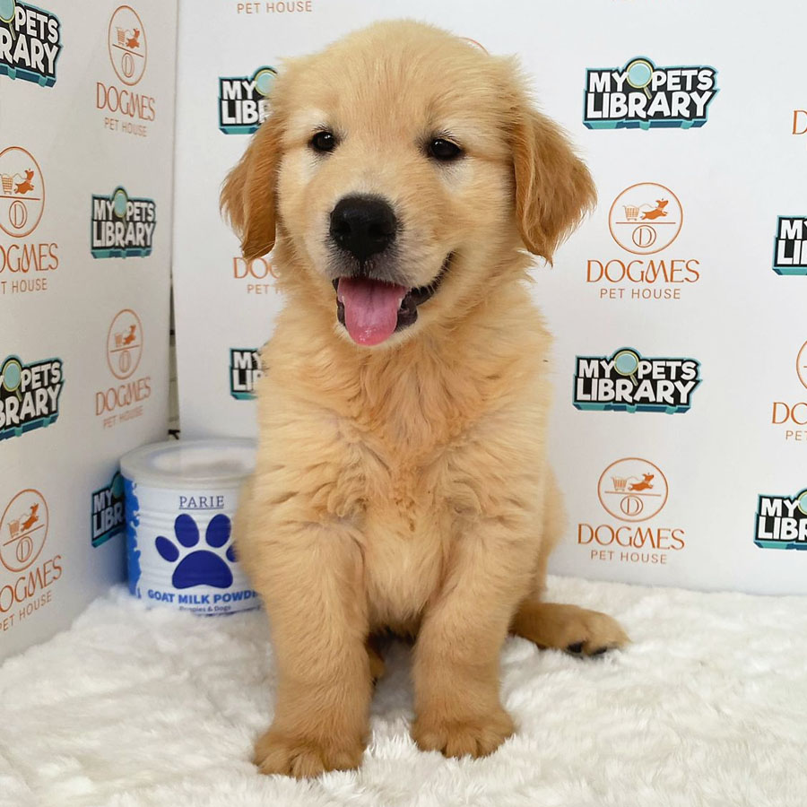 Golden Retriever Puppy (Male) For Sale