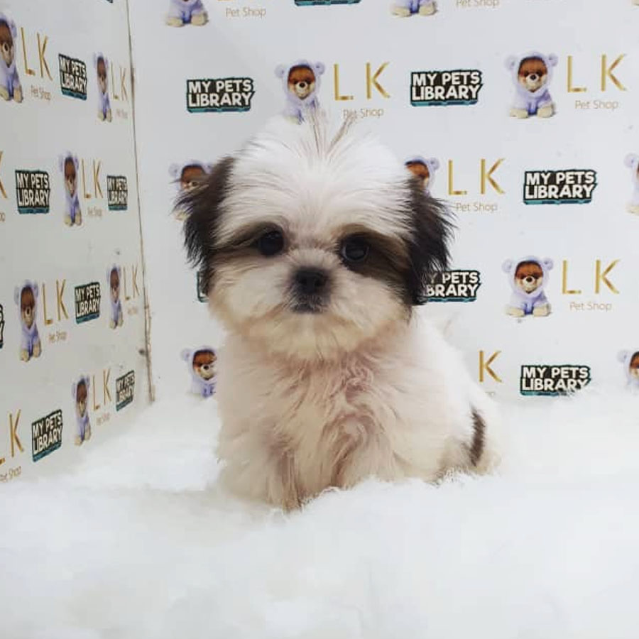 Shih Tzu Puppy (Female) For Sale