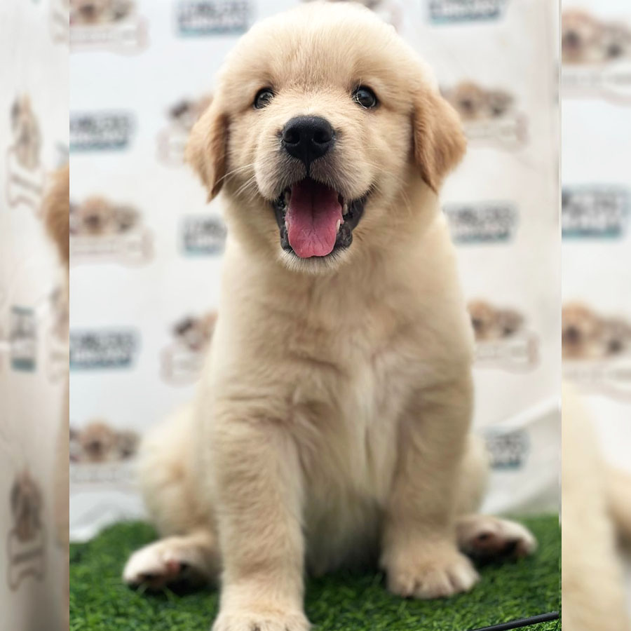 Golden Retriever Puppy (Male) For Sale