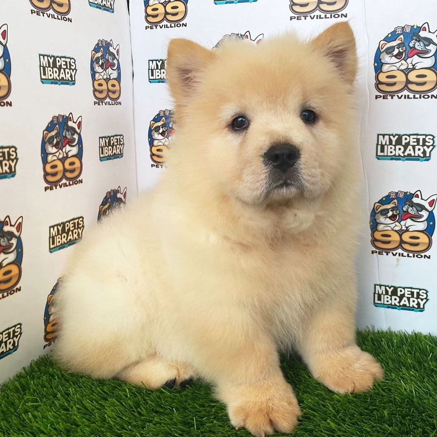 Chow Chow Puppy (Female) For Sale