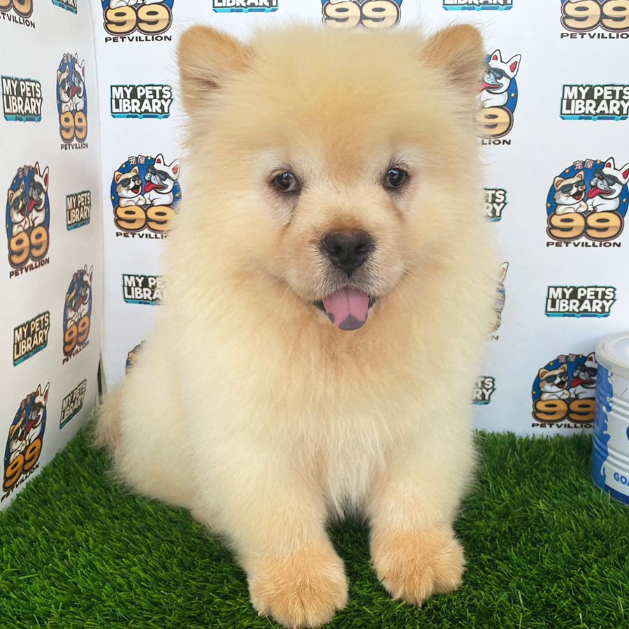 Chow Chow Puppy (Female) For Sale