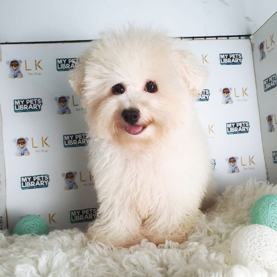 Toy Poodle Puppy (Female) For Sale