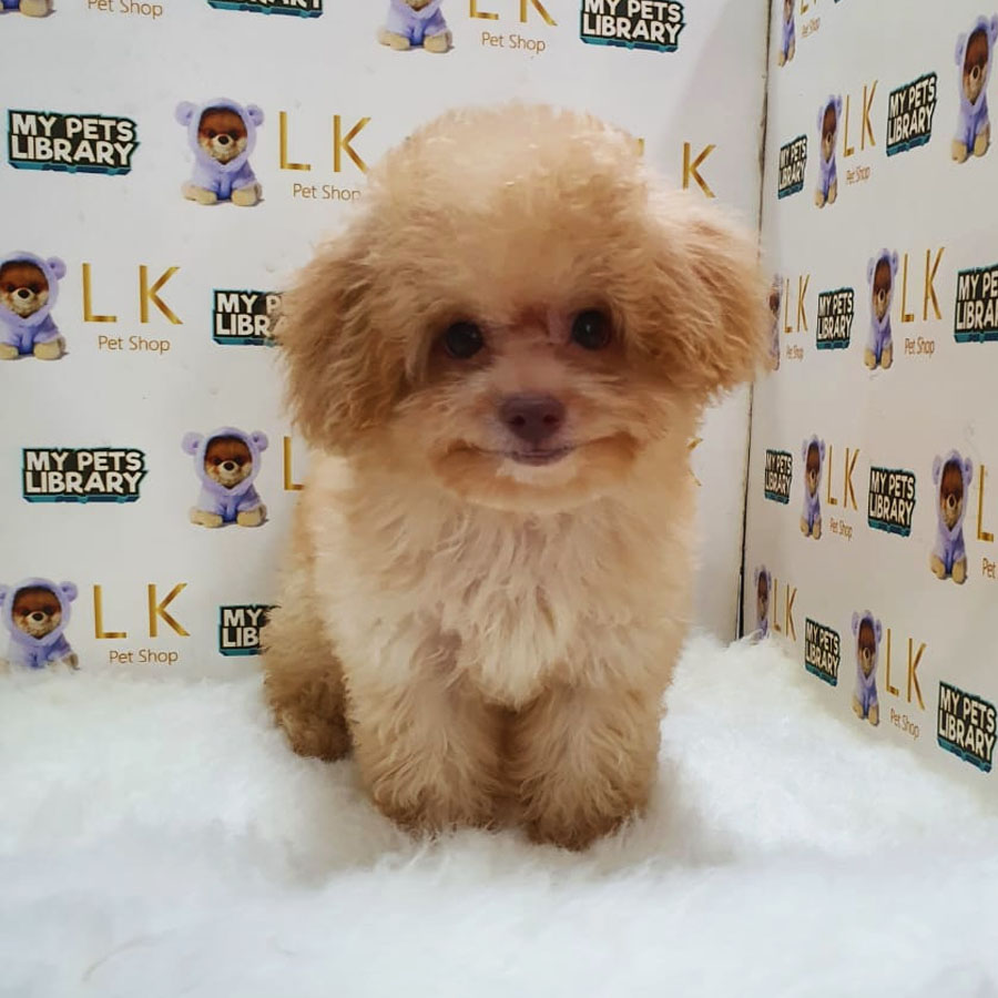Toy Poodle Puppy (Female) For Sale