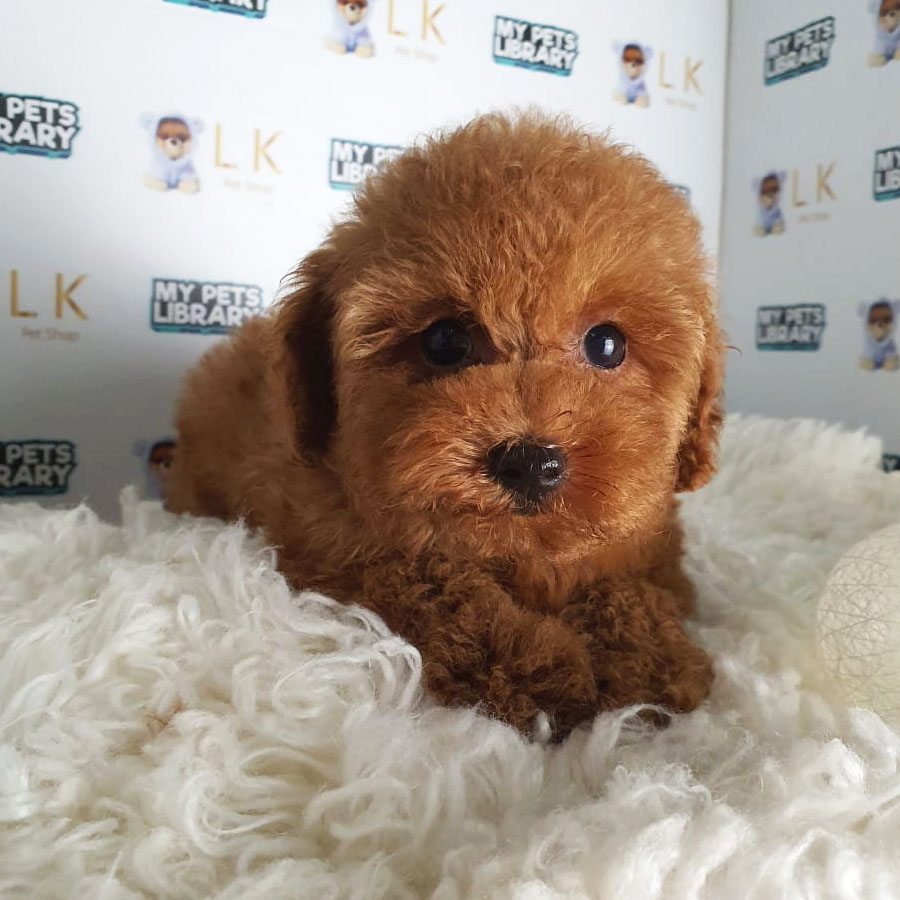 Toy Poodle Puppy (Male) For Sale