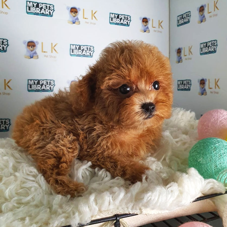 Toy Poodle Puppy (Female) For Sale