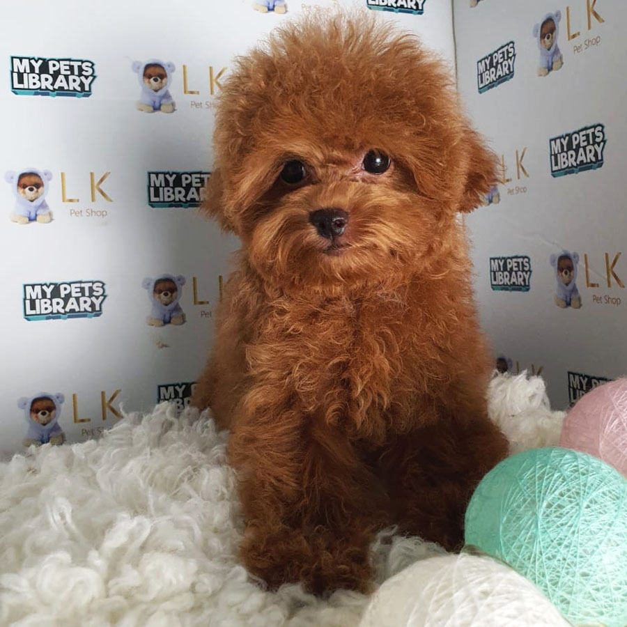 Tiny Poodle Puppy (Female) For Sale