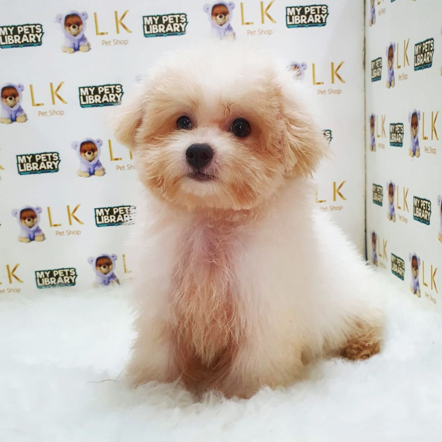 Maltipoo Puppy (Female) For Sale