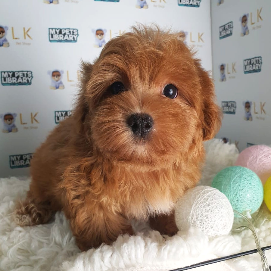 Maltipoo Puppy (Male) For Sale