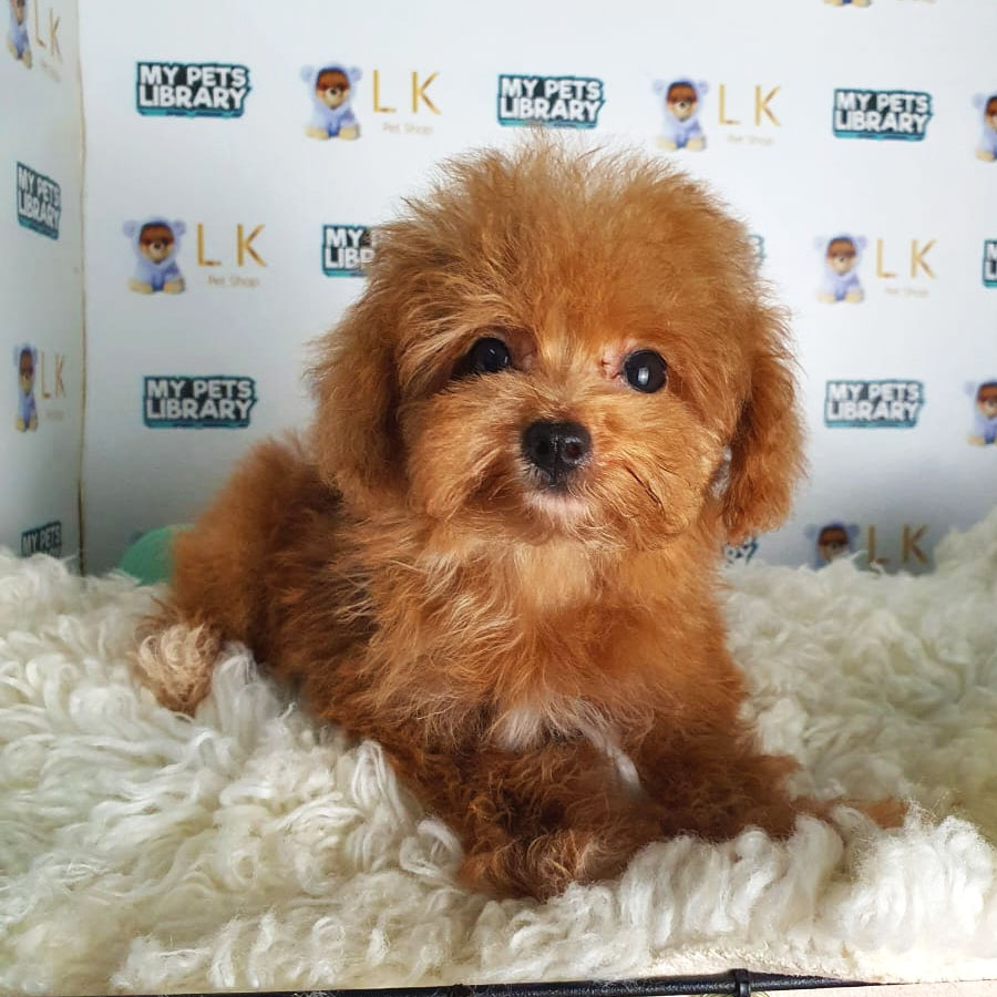 Maltipoo Puppy (Female) For Sale