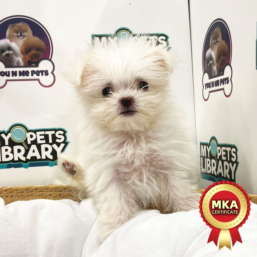 MKA Tiny Maltese Puppy (Female) For Sale