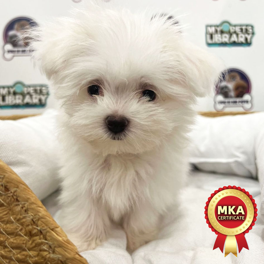 MKA Tiny Maltese Puppy (Female) For Sale