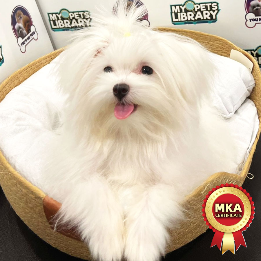 MKA Tiny Maltese Puppy (Male) For Sale