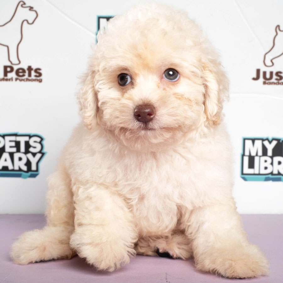 Toy Poodle Puppy (Female) For Sale
