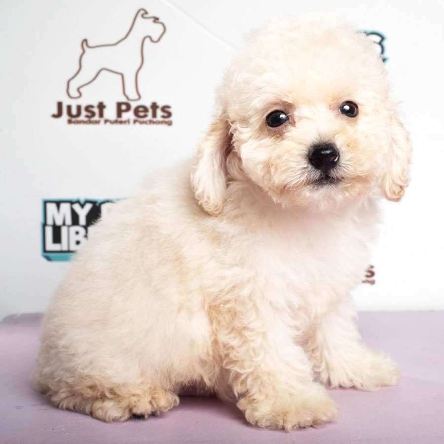 Toy Poodle Puppy (Male) For Sale