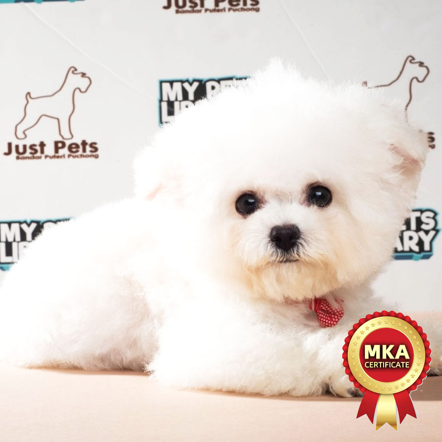 MKA Mini Bichon Frise Puppy (Male) For Sale